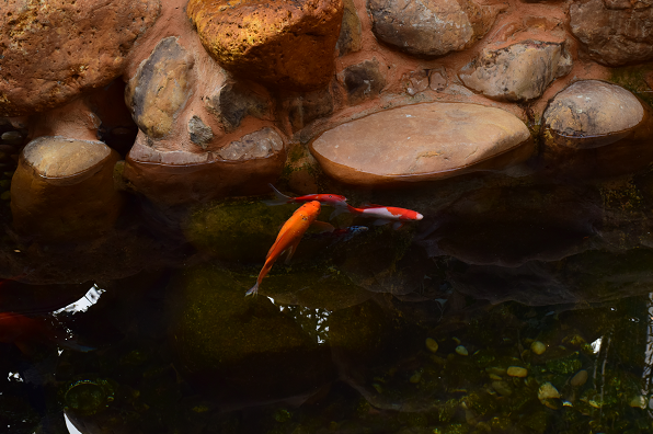 1555506577450372.png 09e72fe4e3cb4c32a1a28f93e0763895_34.png